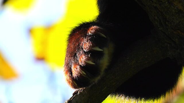 Red Panda paw with sharp claws resting on a textured tree branch in a sun-drenched forest environment 120fps 4K Slow Motion Captured in Cinematic High-Detail Wildlife Clip