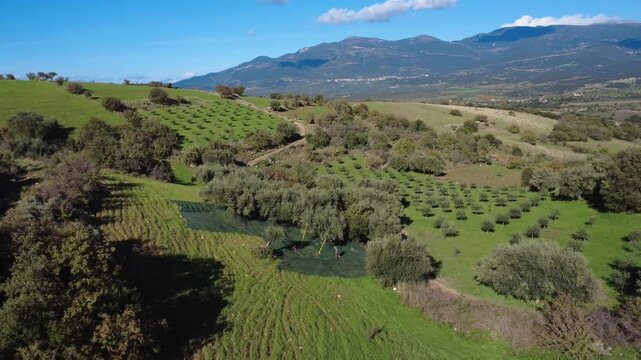 Aerial wide angle of olive harvest with nets and farmer on hillside
