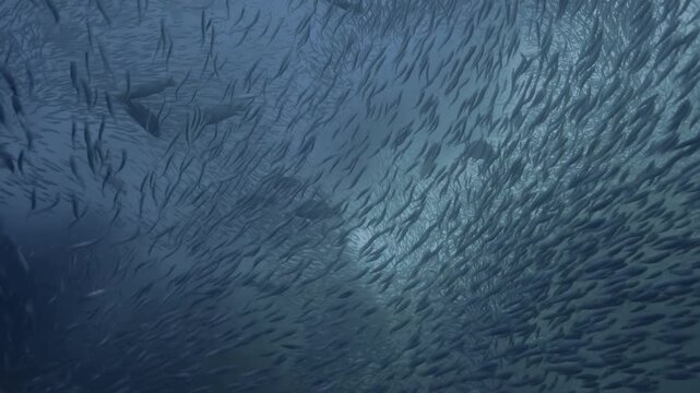 Underwater Life OLED Demo HDR 8K Ultra HD Dolby Vision&trade; 60fps