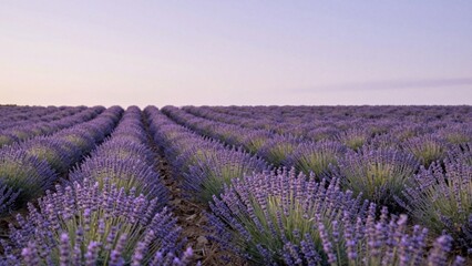 Obraz premium Lavender field blooming in parallel rows on open plain
