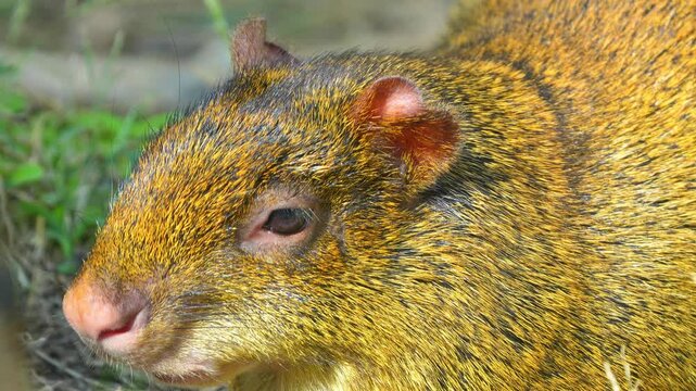 Agouti resting and looking around for food in its natural tropical habitat environment during a bright sunny day 120fps 4K Slow Motion Captured in Cinematic High-Detail Wildlife Clip