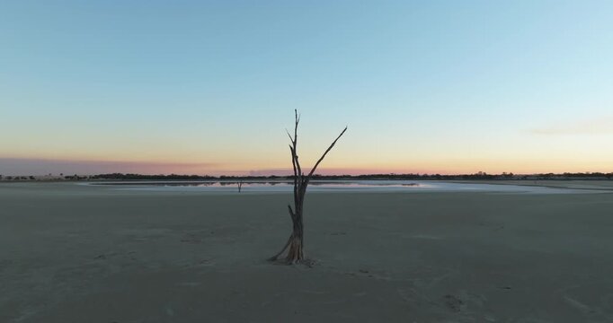 Lone Tree on Pink Salt Lake at Sunset &ndash; Western Australia &ndash; 4K
