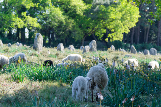 Les alignements de Carnac, en Bretagne, sont un site m&eacute;galithique exceptionnel compos&eacute; de milliers de menhirs &eacute;rig&eacute;s au N&eacute;olithique. Un myst&eacute;rieux t&eacute;moignage monumental unique au monde &agrave; d&eacute;couvrir.