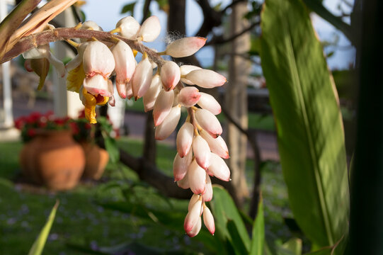 Alpinia zerumbet shell ginger flowers macro in bloom, pink white tropical ornamental plant Madeira