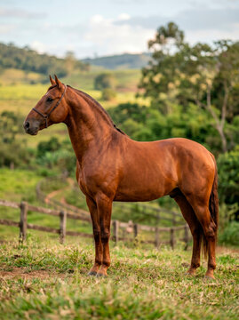 Cavalo Campolina alaz&atilde;o em pasto de fazenda brasileira