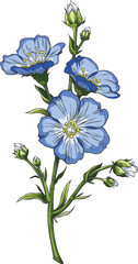 Fototapeta premium Flax branch with blue flowers sketch, vector hand drawn organic superfood foliage, essential herb, medicinal plant Linen