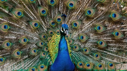 Obraz premium Male peacock displaying fanned tail in outdoor setting