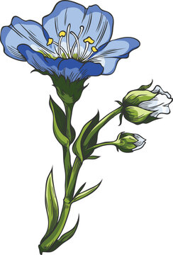 Hand-drawn botanical watercolor illustration of a flax flower with a bud, on a stem, and leaves.