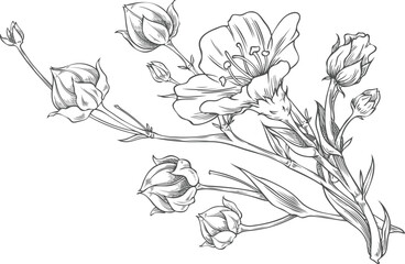 Naklejka premium Flax bundle, flowers with dry seeds on stem vector sketch, superfood foliage, essential herb, medicinal plant Linen