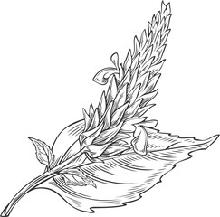 Naklejka premium Chia plant with flowers vector engraved sketch, Salvia hispanica, condiment or seasoning grains seeds, superfood foliage