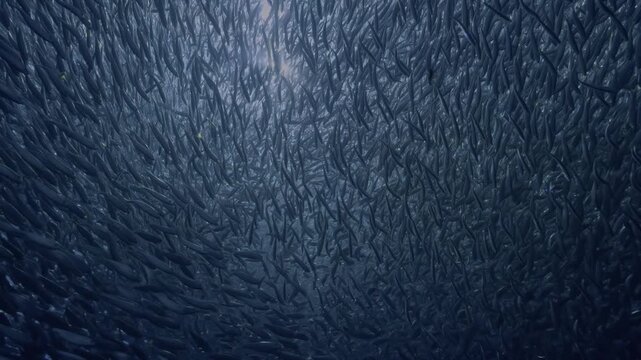 Underwater Life OLED Demo HDR 8K Ultra HD Dolby Vision&trade; 60fps