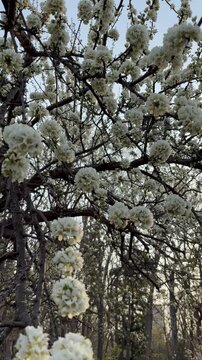 Tilt down shot of a Japanese plum tree in the morning sun
