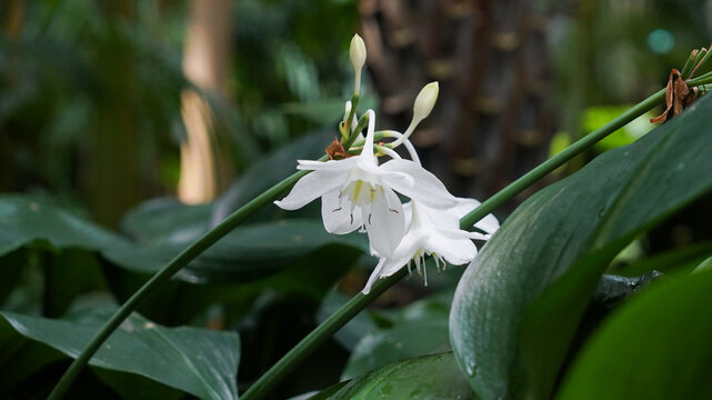 elegant white amazon lily flowers blooming beautifully among lush green leaves in a garden