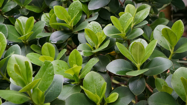 ficus microcarpa with glossy leaves and water droplets in a garden