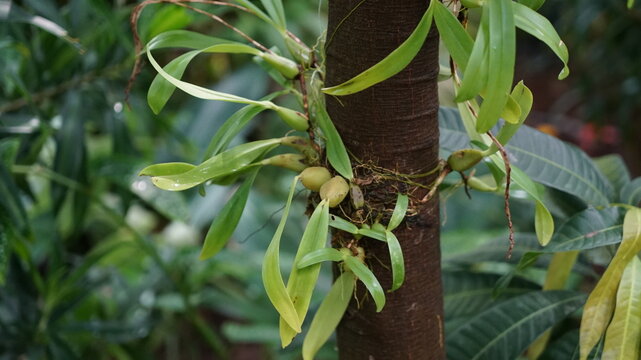 epiphytic orchid with green leaves and pseudobulbs growing on a tree trunk in a tropical garden