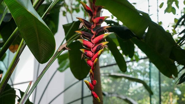 Heliconia lobster claw with red bracts and yellow green tips hanging