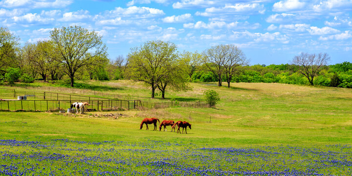 Horses In A Field Of Bluebonnets