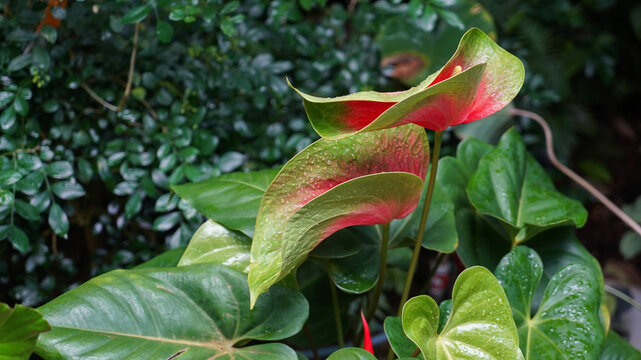 vibrant red and green anthurium flowers with water droplets blooming in a lush garden