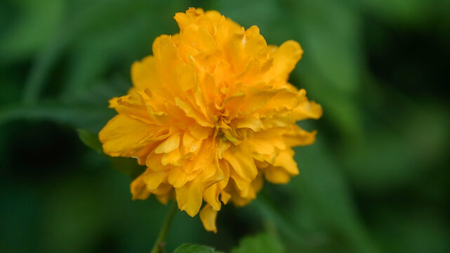 Close up of a vibrant yellow Kerria japonica flower in full bloom