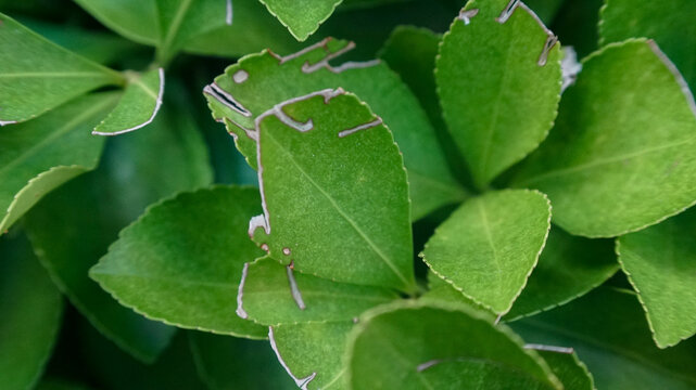 Leaf miner damage on green leaves showing winding trails of larvae