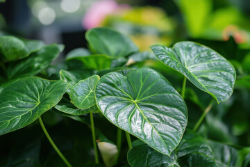 Obraz premium Vibrant Green Leaves Growing in Botanical Garden