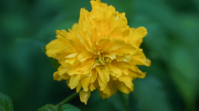 Vibrant yellow Kerria japonica flower in full bloom with lush green leaves