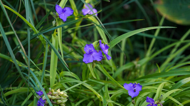 beautiful purple spiderwort flowers blooming among green grass in the garden