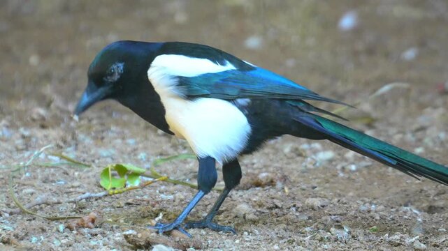 Magpie foraging for food and standing alert on the gravel ground in a natural woodland environment 120fps 4K Slow Motion Captured in Cinematic High-Detail Wildlife Clip