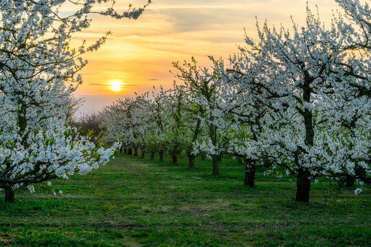 Beautiful spring sunset in cherry trees orchard