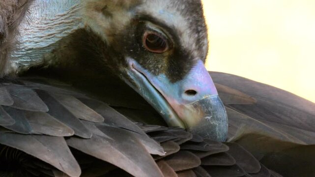 Cinereous vulture resting its head on dark feathers in a peaceful wildlife habitat with soft natural light 120fps 4K Slow Motion Captured in Cinematic High-Detail Wildlife Clip