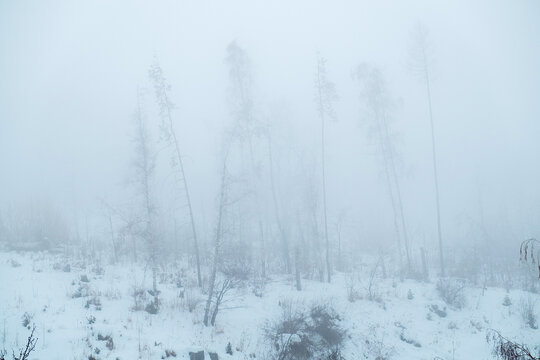 Foggy Winter Scene With Trees and Snow in a Rural Area During Morning Hours