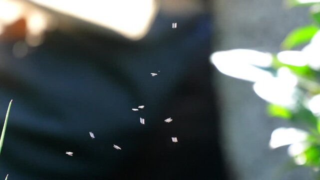 Swarm of tiny midges flying and hovering in the warm afternoon sunlight against a dark shaded garden backdrop 120fps 4K Slow Motion Captured in Cinematic High-Detail Wildlife Clip
