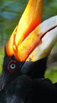 Rhinoceros hornbill profile featuring the large orange casque and red eye in a lush tropical forest setting 120fps 4K Slow Motion Captured in Cinematic High-Detail Wildlife Clip