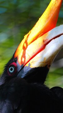 Rhinoceros hornbill bird with a large orange casque looking upward against a soft green jungle background 120fps 4K Slow Motion Captured in Cinematic High-Detail Wildlife Clip