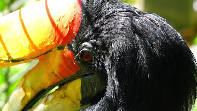 Rhinoceros Hornbill bird looking around in a tropical rainforest habitat with bright natural sunlight 120fps 4K Slow Motion Captured in Cinematic High-Detail Wildlife Clip