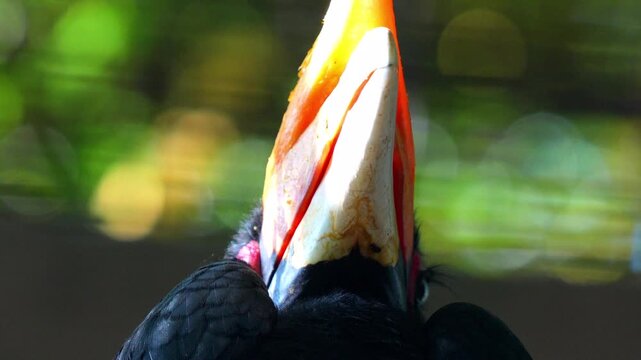 Hornbill tilting its head upwards and showing its large orange casque in a tropical forest with soft bokeh 120fps 4K Slow Motion Captured in Cinematic High-Detail Wildlife Clip