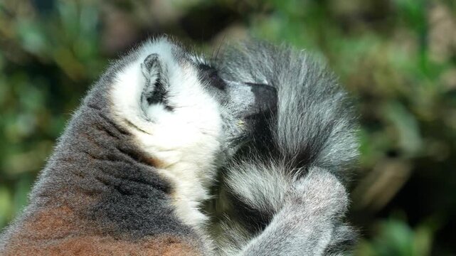 Ring-tailed lemur grooming its face with its hand in a lush forest environment under soft natural light 120fps 4K Slow Motion Captured in Cinematic High-Detail Wildlife Clip