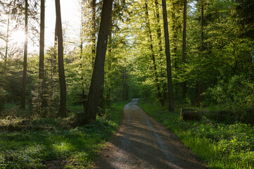 Obraz premium Sunlit Forest Path Through Lush Green Spring Woodland