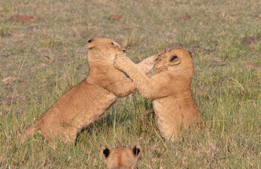 Obraz premium Lion Cub Play Attack