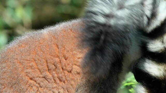 Red ruffed lemur showing detailed thick fur while resting in a lush Madagascar forest environment under soft natural sunlight 120fps 4K Slow Motion Captured in Cinematic High-Detail Wildlife Clip