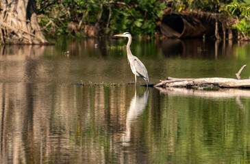 Naklejka premium Reflective Grace: Great Blue Heron Standing in a Florida Wetland Estuary
