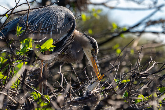 Nesting Instinct: Great Blue Heron Feeding Hungry Chicks in a Florida Rookery