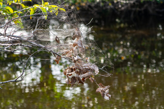 Nature&rsquo;s Weave: Intricate Spider Silk and Dried Leaves in a Florida Wetland