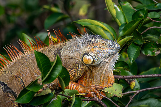 Tropical Invader: A Green Iguana Perched in a Florida Wetland