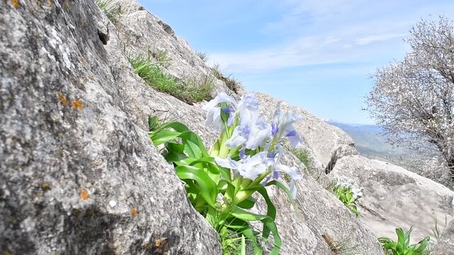 The rock neurosis (Iris aucheri) is a plant that grows wild in rocky areas at altitudes of 1000 meters in the Eastern and Southeastern Anatolia regions of Turkey during the spring months.