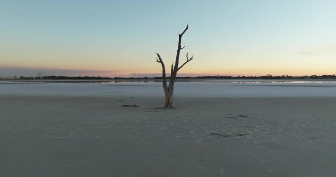 Lone Tree on Pink Salt Lake at Sunset &ndash; Western Australia &ndash; 4K
