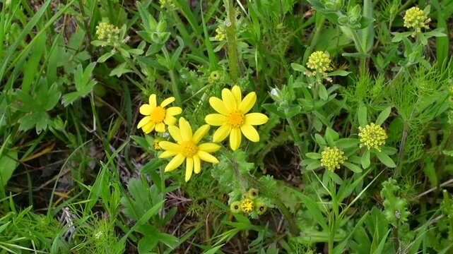 Ragwort (Senecio vernalis) is a plant belonging to the daisy family. It grows wild in nature.