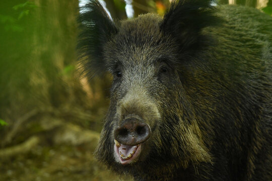 Wildschwein