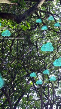 Vertical video: Dense canopy filling view, aqua clouds rising from glare and drifting to show data