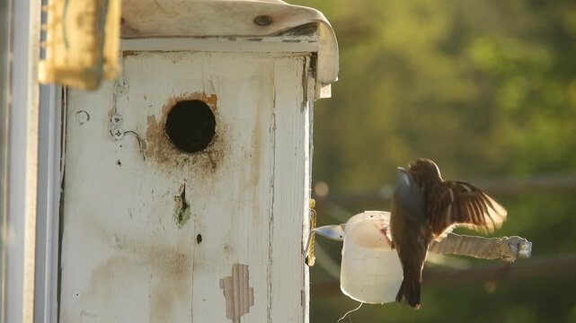 A wild house sparrow (female) brought an insect in its beak to the bird house to feed its chicks on a sunny spring morning